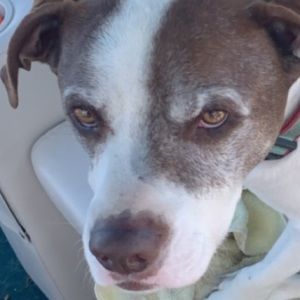 Meet your Posher, Logan